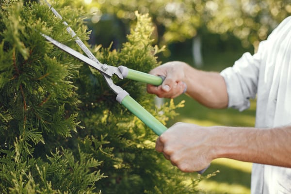 Jardinero cortando arbusto con tijeras