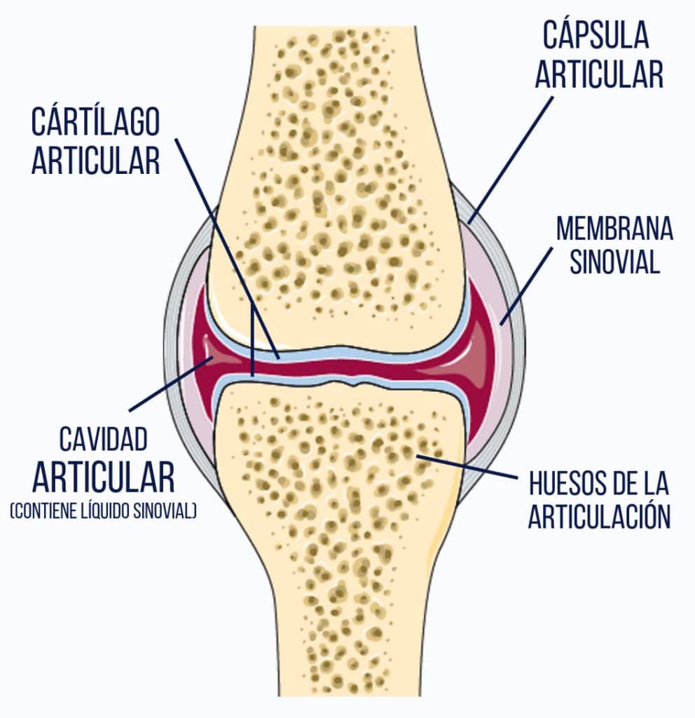 Anatomía de una articulación